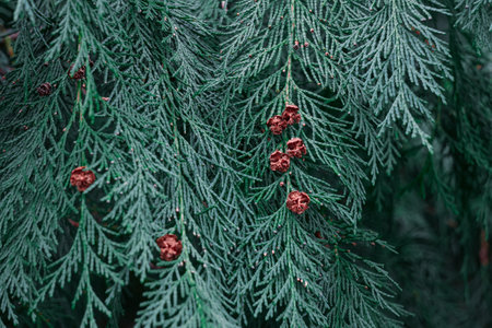 Green thuja branches with red cones close up. nature backgroundの写真素材