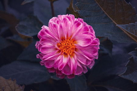 Beautiful pink dahlia flower in the garden