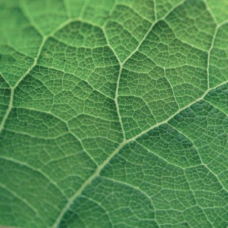 close up of green leaf texture for background and design art work.