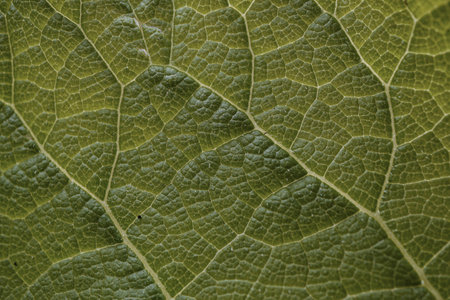 Green leaves texture. Close up of a green leaf texture background.