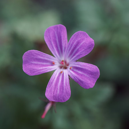 Purple flower in the garden. Macro.の写真素材