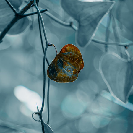 Leaves on a branch in the autumn forest. Shallow depth of field Evergreen climber Smilax aspera, bindweed, sarsaparille, in the nature, heart shapeの写真素材