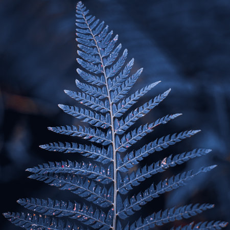 Blue fern leaf in the forest. Shallow depth of field.の写真素材