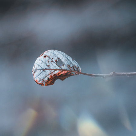Close up of a dry leaf on a branch.の写真素材
