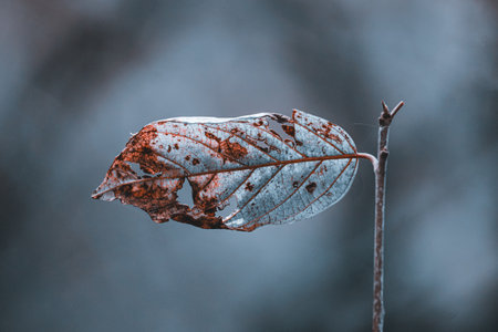 Close up of a dry leaf on a tree in the forest.の写真素材