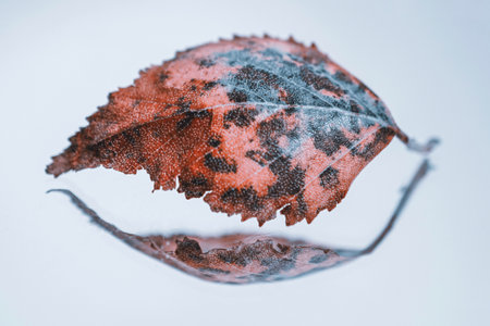 Autumn leaf on white background. Shallow depth of field