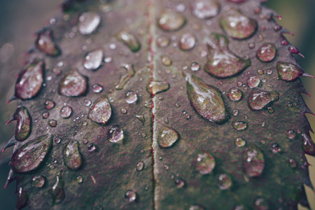 Water droplets on a green leaf. Macro shot with shallow depth of field.