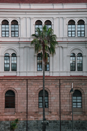 Palm tree on the facade of a building in the city center.の写真素材