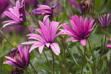 purple daisies in the garden, closeup of photoの写真素材