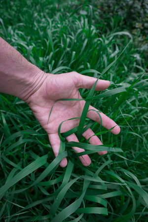 Man's hand holding a green grass on a background of green grassの写真素材
