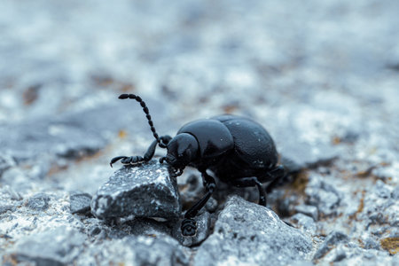 Black beetle on the stone. Macro. Shallow depth of field.の写真素材