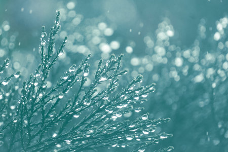 Water droplets on the branches of a coniferous tree.