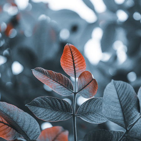 Leaves of the plant in the garden with filter effect retro vintage styleの写真素材