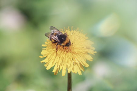 Bee on a yellow dandelion flower. Shallow depth of field.の写真素材