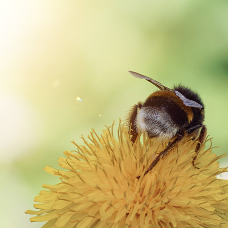 Bumblebee collecting pollen from a dandelion flower. Macro