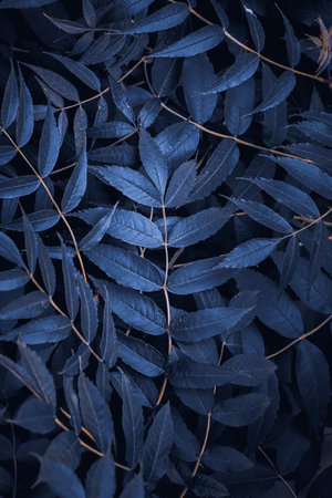 Beautiful dark blue leaves background.の写真素材