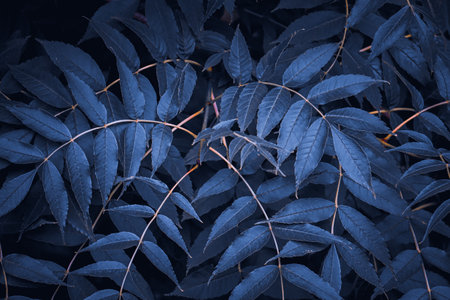Close up of blue leaves. Nature background. Selective focus. Toned.の写真素材