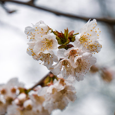 cherry blossom in spring, white flowers on a tree branchの写真素材