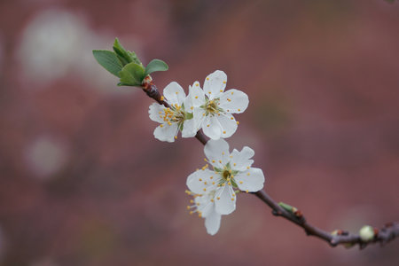 cherry blossom on a tree branch in spring, close-upの写真素材