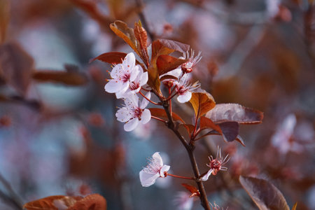 cherry blossom in spring time with soft focus and shallow depth of fieldの写真素材