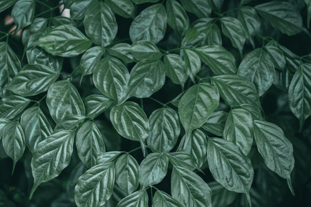 Green leaves background. Natural green leaves background. Tropical leaves texture.の写真素材