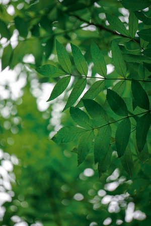 green leaves on a tree in the forest, closeup of photo