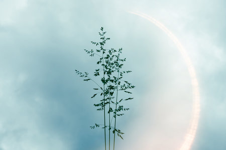Silhouette of grass on the sky background, soft focus.の写真素材