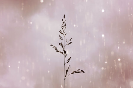 Flower grass in the rain with bokeh effect background.の写真素材