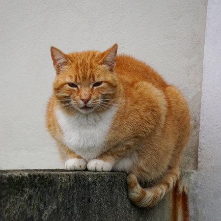 ginger cat sitting on the stairs of a house, looking at the cameraの写真素材