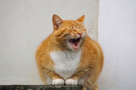 cat yawning on the stairs with white wall in backgroundの写真素材