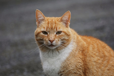 ginger cat with yellow eyes and a red coat on the streetの写真素材