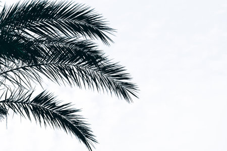 Silhouette of palm leaves on white background with copy space.の写真素材