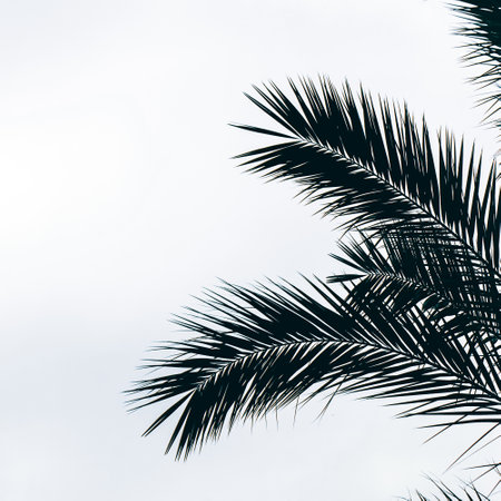 Coconut palm tree leaves on sky background - Vintage Light Filterの写真素材