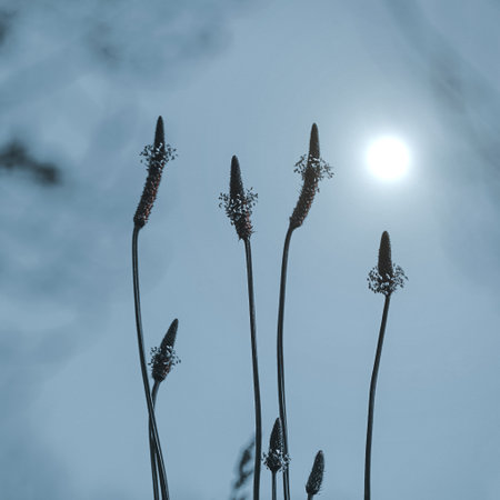 Flowering grass in the morning sunlight. Monochrome.の写真素材