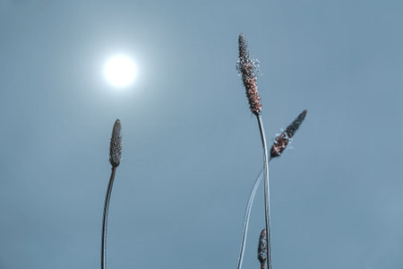 Close up of grass flower with blue sky and sun in background.の写真素材