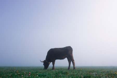 cow grazing on a meadow in the morning fog. selective focusの写真素材