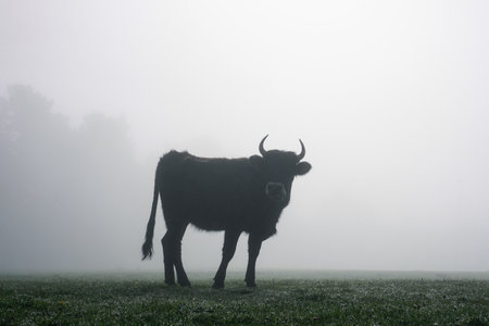 cow in a foggy meadow in the morning, Czech Republicの写真素材