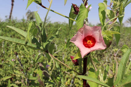 pinkish flower of roselle plant (Hibiscus) in a farm in luxorの写真素材
