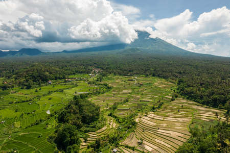 Panoramic aerial drone view of rice terrace in Bali, Indonesia. Green plantation landscape and mountain under clouds, palms and house farmの写真素材