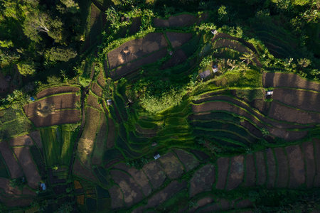 Top view of rice terrace in Bali, Indonesia. Drone shot of green plantation, landscape and path to walk around and palms.の写真素材