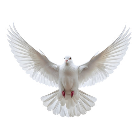 White dove flying isolated on white background with clipping path and shadow.の素材
