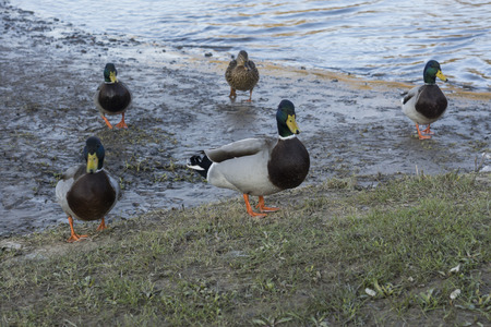 A group of ducks at the river on a sunny dayの写真素材