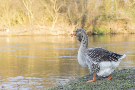 Hybrid duck at the river on a sunny dayの写真素材