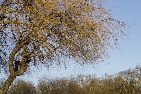 Tree in the sky on a sunny dayの写真素材