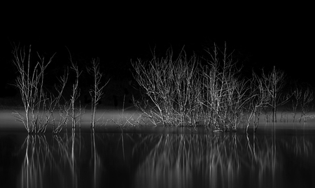 Tree branches reflecting in the lakeの写真素材