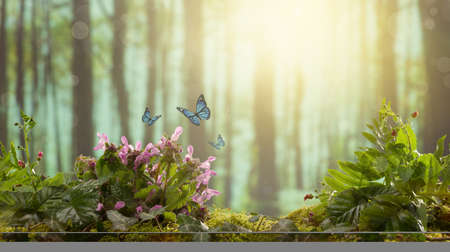 spring background or summer background with forest plants and butterfly.