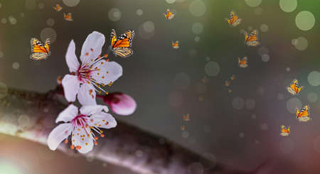 Spring background. Spring time flowers and butterfliesの写真素材