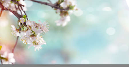 It's spring time White flowers on tree branchesの写真素材