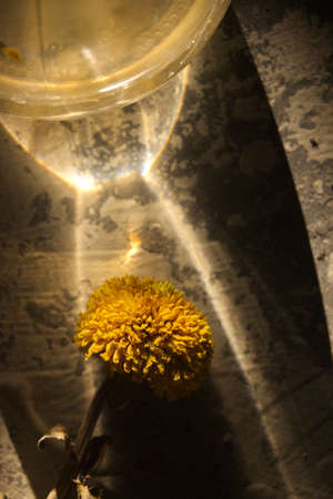 Dried flowers in shadow and light 2の写真素材