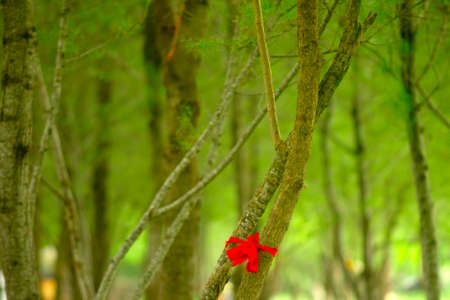 Ties in the treesの写真素材